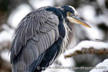 Actions to protect feathered friends earn Saanich bird-friendly city status – Vancouver Island Free Daily - vancouverislandfreedaily.com