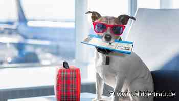 Fangspiel auf dem Flugfeld: Hund läuft weg & Personal hinterher - Bild der Frau