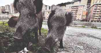 Peste suina, il ricercatore dell'Ispra Guberti: “Non si trasmette all'uomo, ma il costo… - Il Fatto Quotidiano