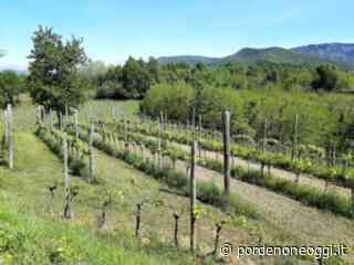 ANDAR PER CANTINE – Marco Cecchini, vini biologici da un vignaiolo indipendente - Pordenone Oggi