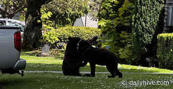 Bear-y cute play date: Bear cubs wrestle in Port Coquitlam yard (VIDEO) | News - Daily Hive