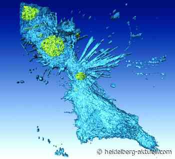 Entzündungsfaktoren helfen bei der Einschätzung des Lungenkrebsrisikos - Heidelberg aktuell