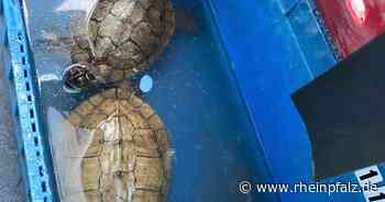 Schildkröten auf Parkplatz ausgesetzt - Heidelberg - DIE RHEINPFALZ - Rheinpfalz.de