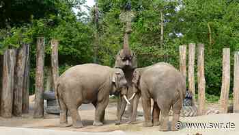 Zoodirektoren fordern mehr Geld für Elefanten-Haltung - SWR Aktuell