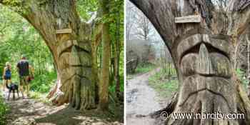 This Ontario Hiking Trail Is A Fairytale Walk & You'll Spot An Enchanted Oak Tree - Narcity Canada