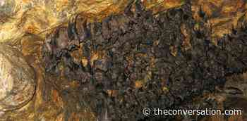 On the trail of the origins of Covid-19 - The Conversation