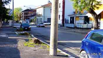 Avezzano, gli altri alberi che «mancano» - SITe.it
