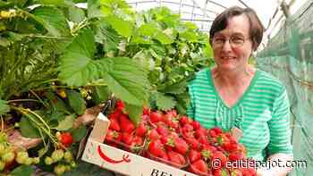 HERNE – Ook voor Carine Langhendries draait het aardbeienseizoen op volle toeren - Editiepajot
