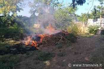 Rischio incendi, un cittadino esorta il Comune ad emanare l'ordinanza estiva - TraniViva