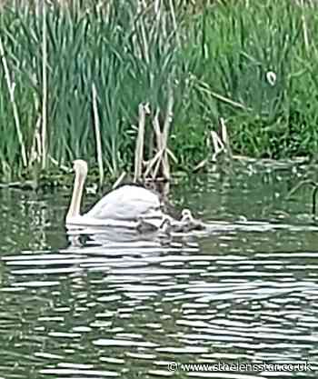 Couple praised who rescued swans at Sankey Valley in Blackbrook - St Helens Star