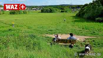 Witten: Verein macht Pferdebachtal zum Landwirtschaftspark - WAZ News