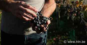 Hagelandse Wijngaardentocht gaat door op Hemelvaartsdag | Tielt-Winge | hln.be - Het Laatste Nieuws