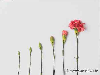 Ethereum (ETH) and Calyx Token (CLX) could soar if this happens - ANI News