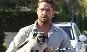 Buying a pug is CRUEL: Vets warn against celebrity-driven obsession with 'cute' flat-faces