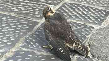 Firenze, soccorso in centro un falco pellegrino: era ferito a un’ala - LA NAZIONE