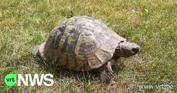 70 jaar oude schildpad Jan ontsnapt uit tuin in Boortmeerbeek: “Vader kreeg ze nog voor zijn communie” - VRT NWS