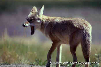 Lower Mainland resident allegedly fed bears and coyotes for months - Omineca Express