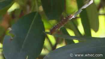 Good Question: Another gypsy moth takeover in western NY?