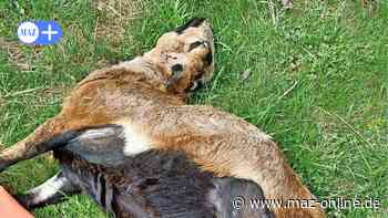 Luckenwalde: Wolf reißt drei Schafe auf Wohngrundstück im Lehmhufenweg - Märkische Allgemeine Zeitung