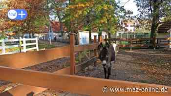 Luckenwalde: Stadt sucht noch tierische Fotos für Wandkalender 2023 - Märkische Allgemeine Zeitung