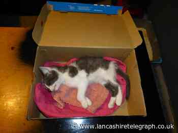 Blackburn couple banned from keeping animals as kitten dies after being thrown against wall