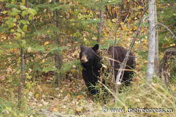 Grizzly bear shot and killed near Fernie, COs seeking information – The Free Press - The Free Press