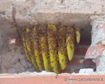 Isola Sacra, risolto il problema delle api alla scuola "Rodano" salvando gli insetti protetti - TerzoBinario.it