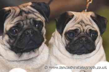 Pugs no longer ‘typical dogs’ due to high health risks