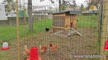 Campus da Vinci, a fuoco il prato che ospita il pollaio - LA NAZIONE