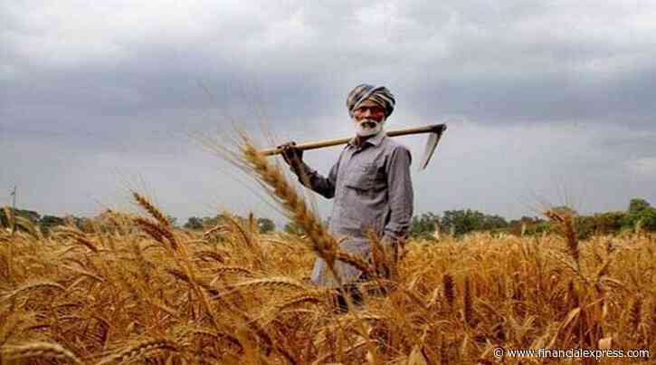Wheat export ban to marginally ease inflation as heat wave withers crop: Barclays