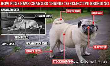 Vets reveal what pugs USED to look like amid warning that the breed is being cruelly overbred