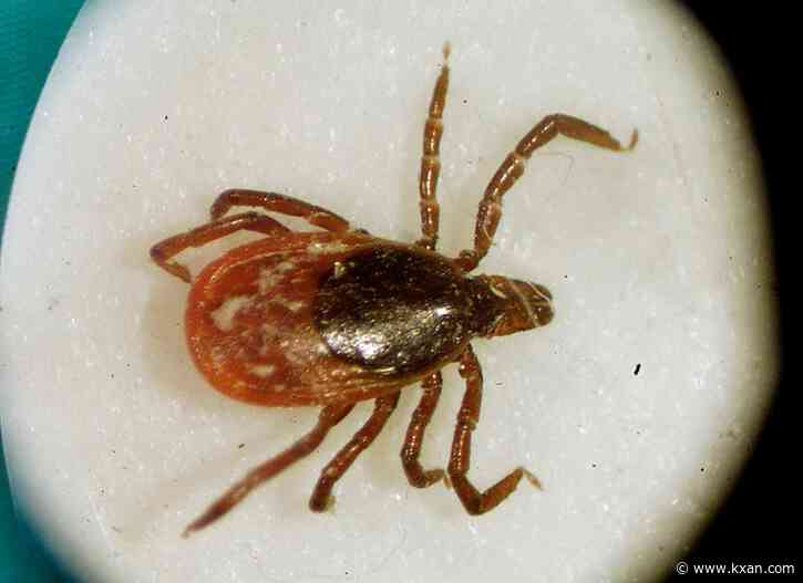 Tick season in Central Texas: How to protect yourself