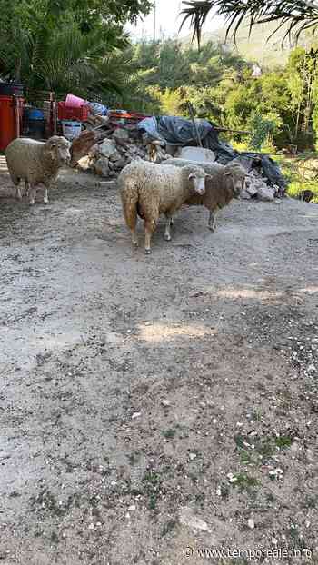 Sud Pontino / Discarica abusiva, prosciolto ul 54enne di Formia accusato di inquinamento - Temporeale Quotidiano