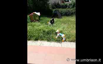 Terni, all'asilo Arcobaleno «l'erba ormai è più alta dei nostri figli» - umbriaON