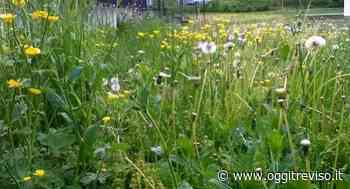 Spresiano, erba alta lungo le strade e nelle scuole: alunna scrive al sindaco - Oggi Treviso
