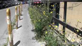 Torre del Greco. "Insieme all'erba anche i fiori". Le segnalazioni dei cittadini - Tvcity