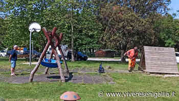 Taglio dell'erba nelle ore di punta di affluenza al parco: la prostesta di un lettore - Vivere Senigallia