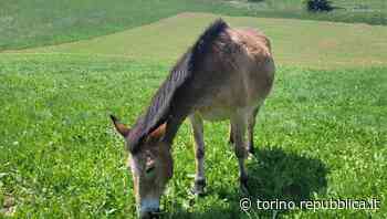 Il paese del Cuneese che arruola i muli per tagliare l'erba - La Repubblica