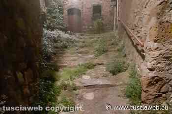 "Erba alta a Roccalvecce, il gatto è costretto a camminare sul muro per non perdersi" - Tuscia Web