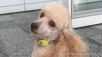 Fermo: Mojito sbranato a morte da due pitbull - Vivere Fermo