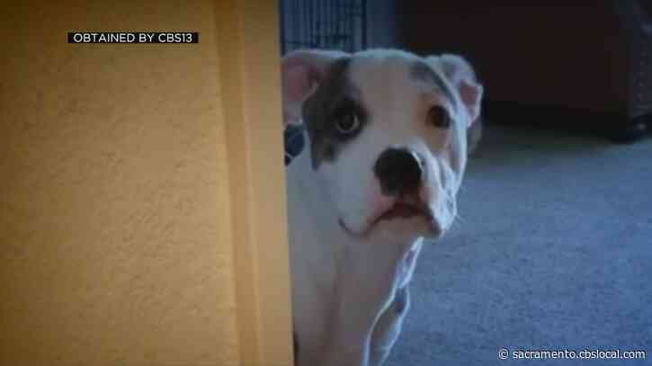5-Month-Old Pitbull Stolen From Sacramento Woman