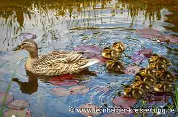 Elf Nestflüchter - Ein Seerosenteich voller Entenküken - Leonberger Kreiszeitung