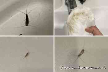 Fury at Trafford House, Basildon, insect infestation | Echo - Southend Echo