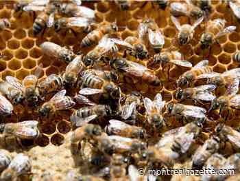Beekeepers seek $12 million in emergency aid from Quebec, Ottawa - Montreal Gazette