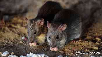 Rats! Ottawa residents say rodent problem mounting - CBC.ca