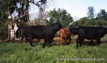 Utah bulls test positive for trichomoniasis