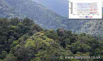 Australia's rainforest trees are dying faster than ever, study finds 