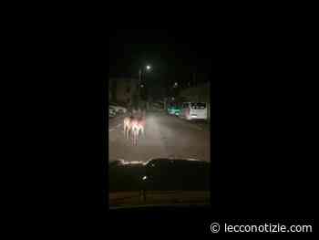Caprioli a spasso per via Roma a Premana - Lecco Notizie