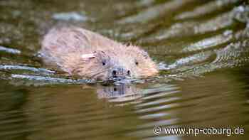 Coburger Land - Biber auf Straße bringt Verkehr zum Erliegen - Neue Presse Coburg