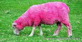 La pecora “rosa” di Filetto al giro d'Italia fa arrabbiare gli animalisti – VideoCittà - VideoCittà
